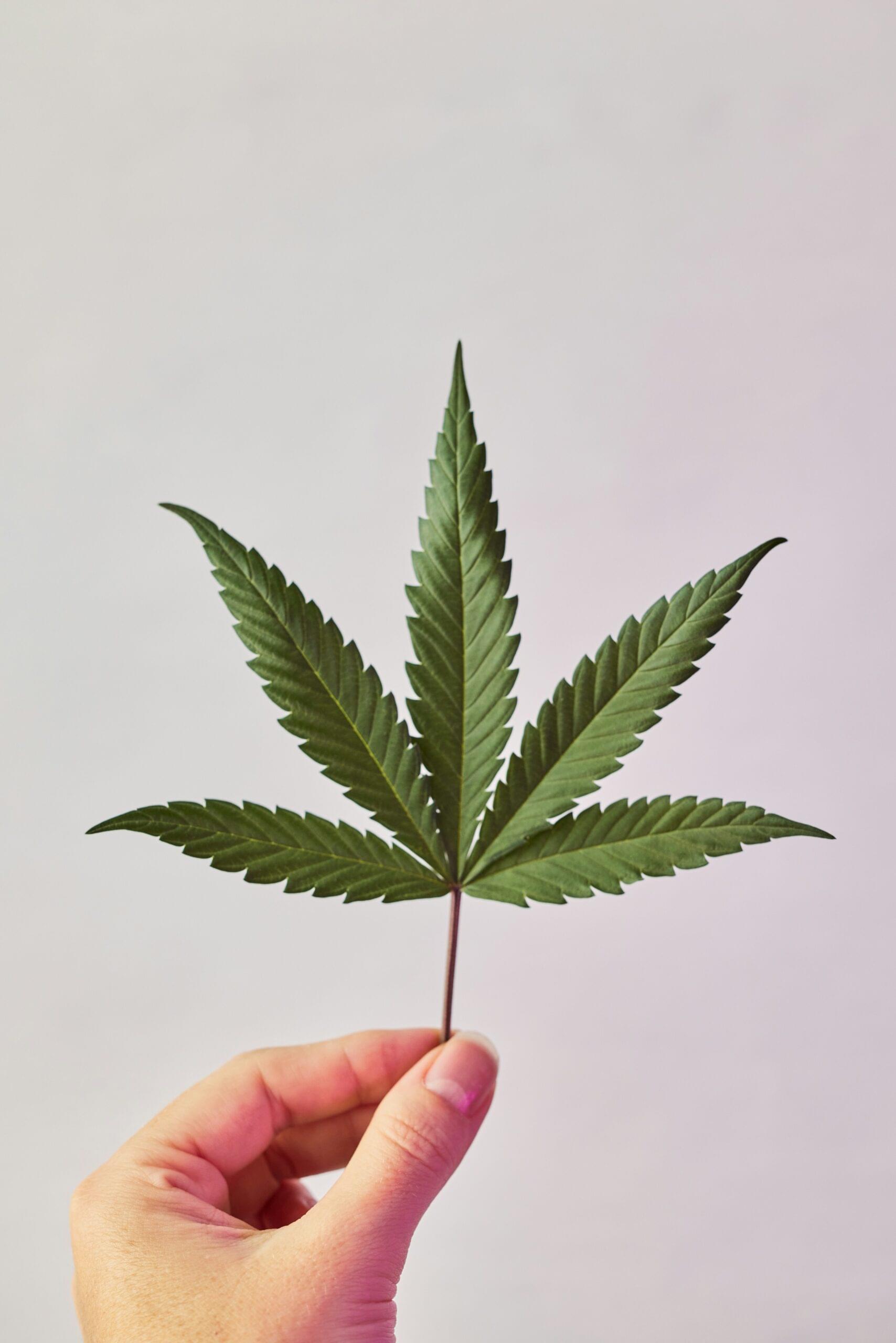 Michigan Marijuana Expungement Michigan Marijuana Expungement icon